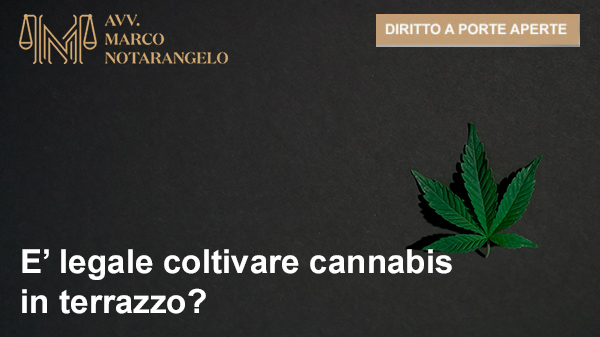 È LEGALE COLTIVARE CANNABIS IN TERRAZZO?